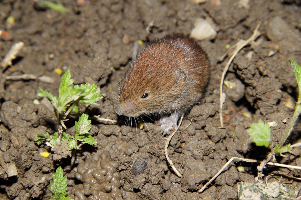 Quale arvicola?  Myodes glareolus, giovane